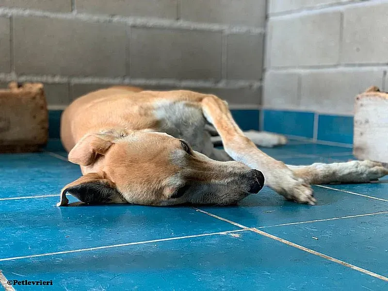 Freddy adozione levrieri galgo 02