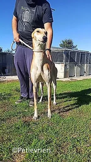 Freddy adozione levrieri galgo 03