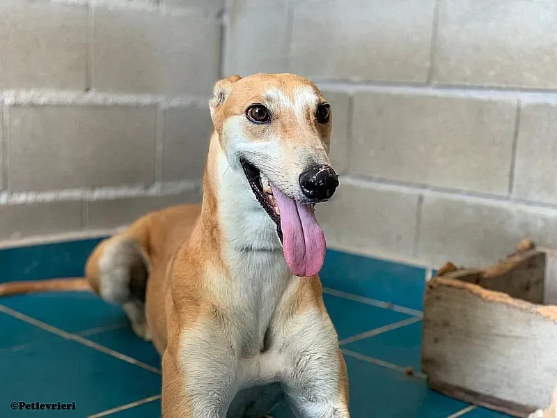 Freddy adozione levrieri galgo 03 1