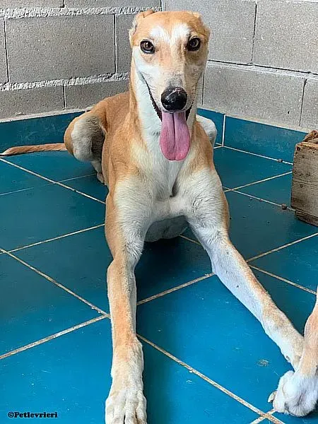 Freddy adozione levrieri galgo 04