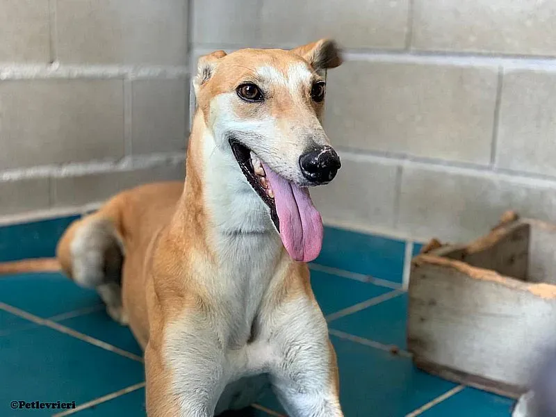 Freddy adozione levrieri galgo 05