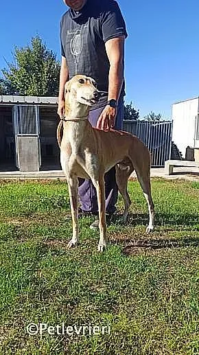 Freddy adozione levrieri galgo 01