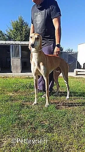 Freddy adozione levrieri galgo 02