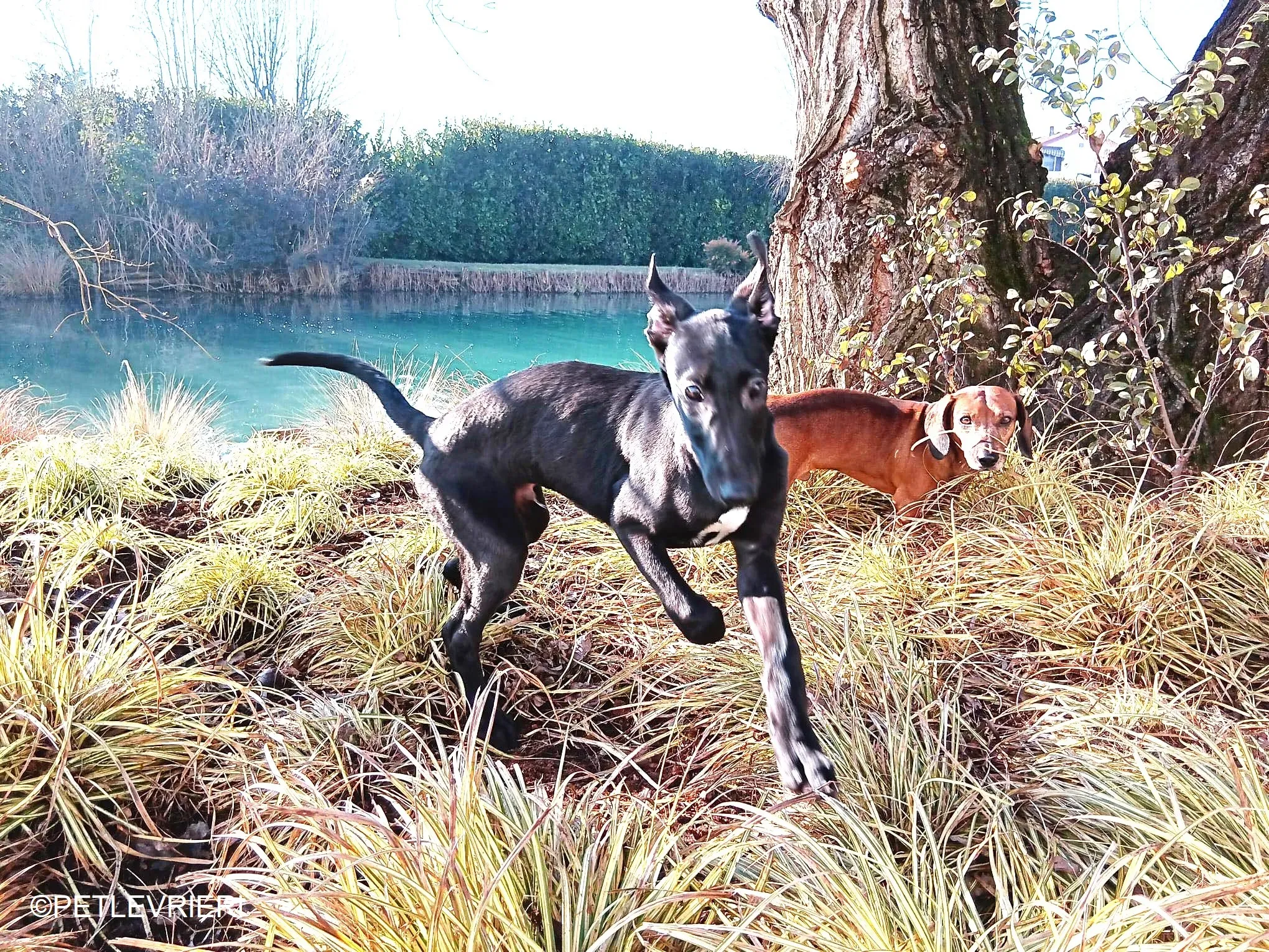 FredericK adozione levrieri greyhound 10