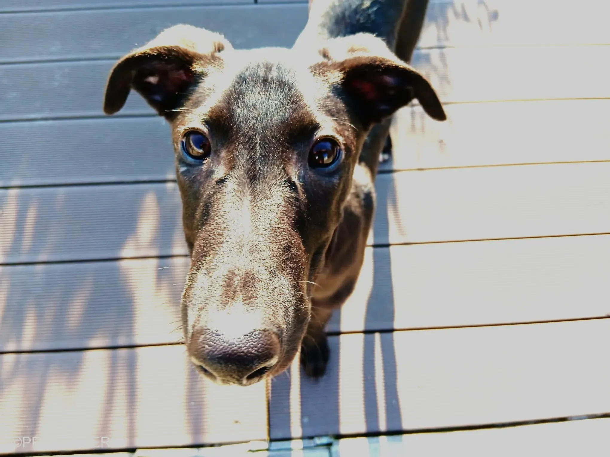 FredericK adozione levrieri greyhound 11