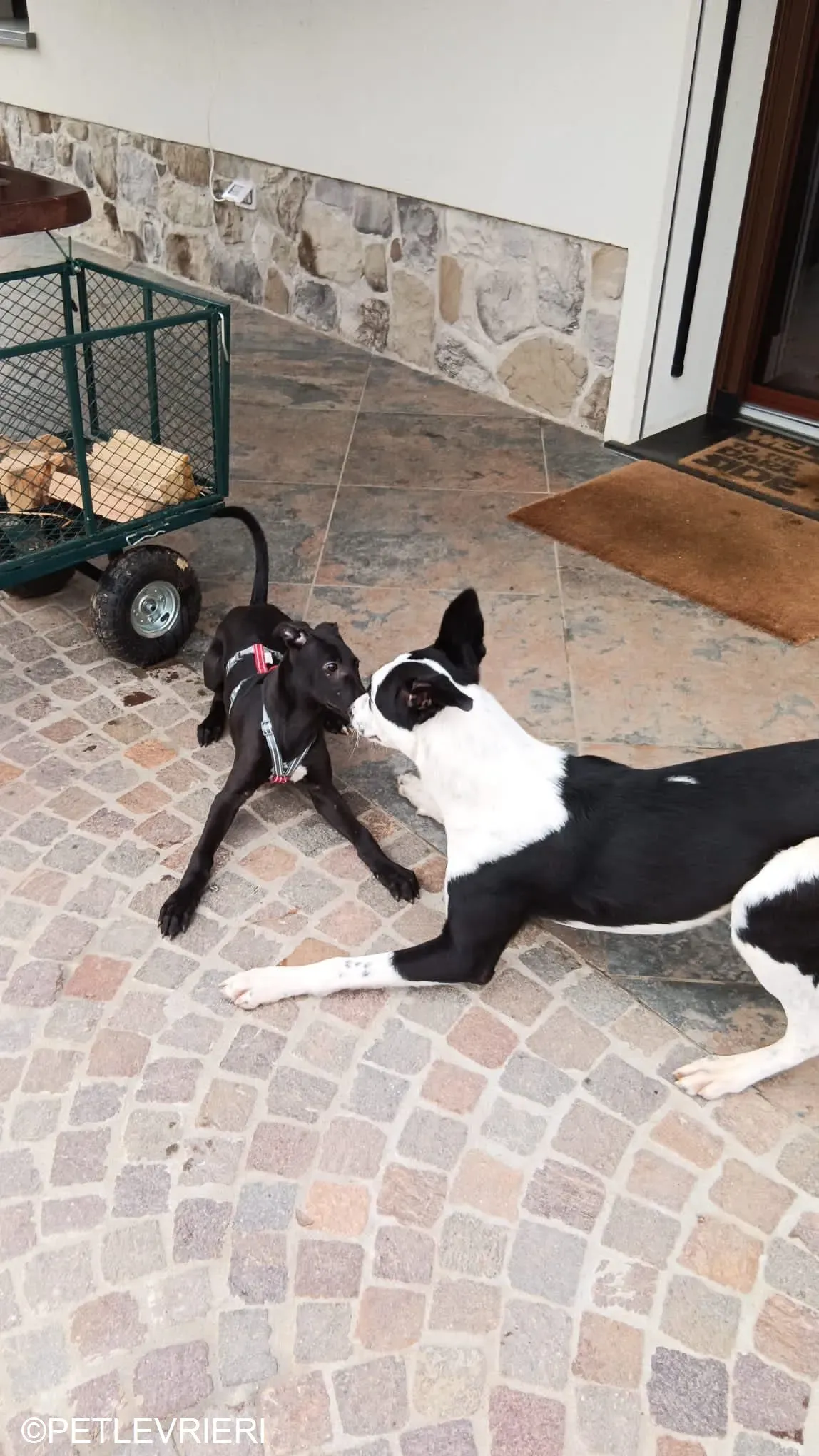 FredericK adozione levrieri greyhound 12