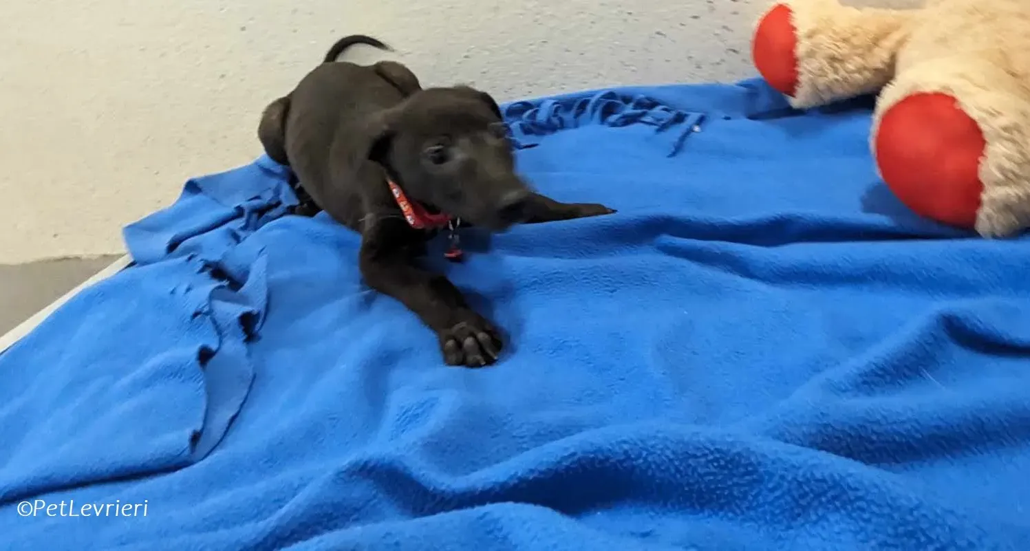 Frederik adozione levrieri greyhound 1