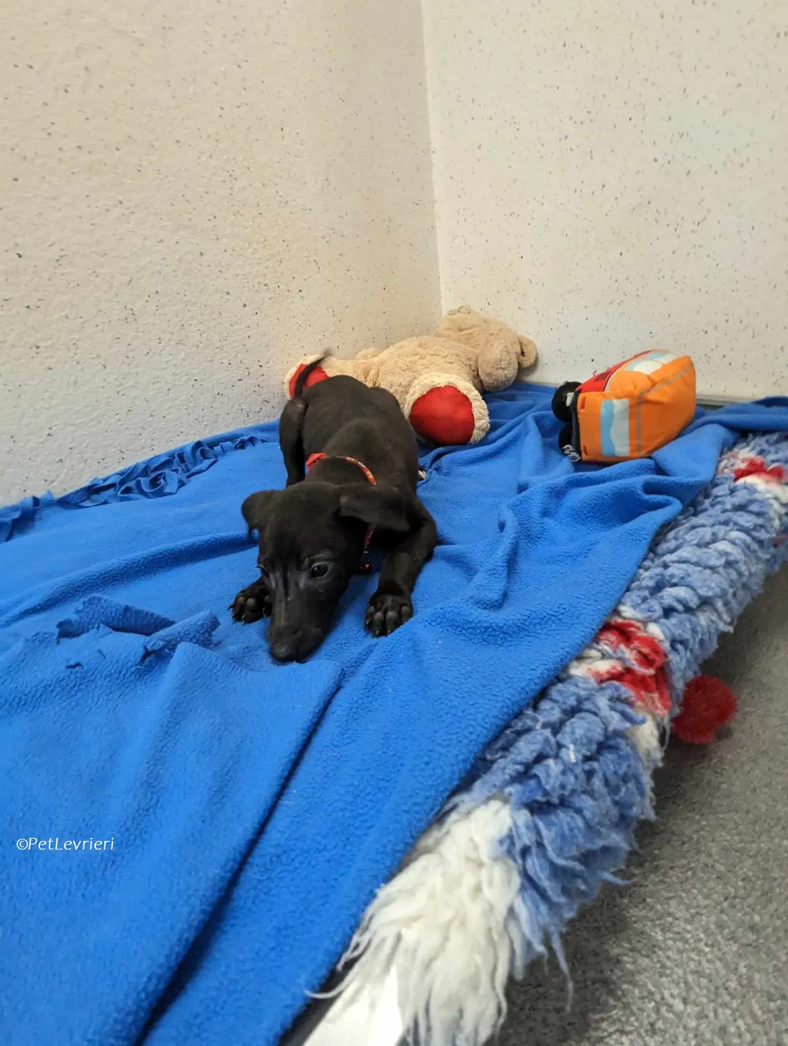 Frederik adozione levrieri greyhound 10