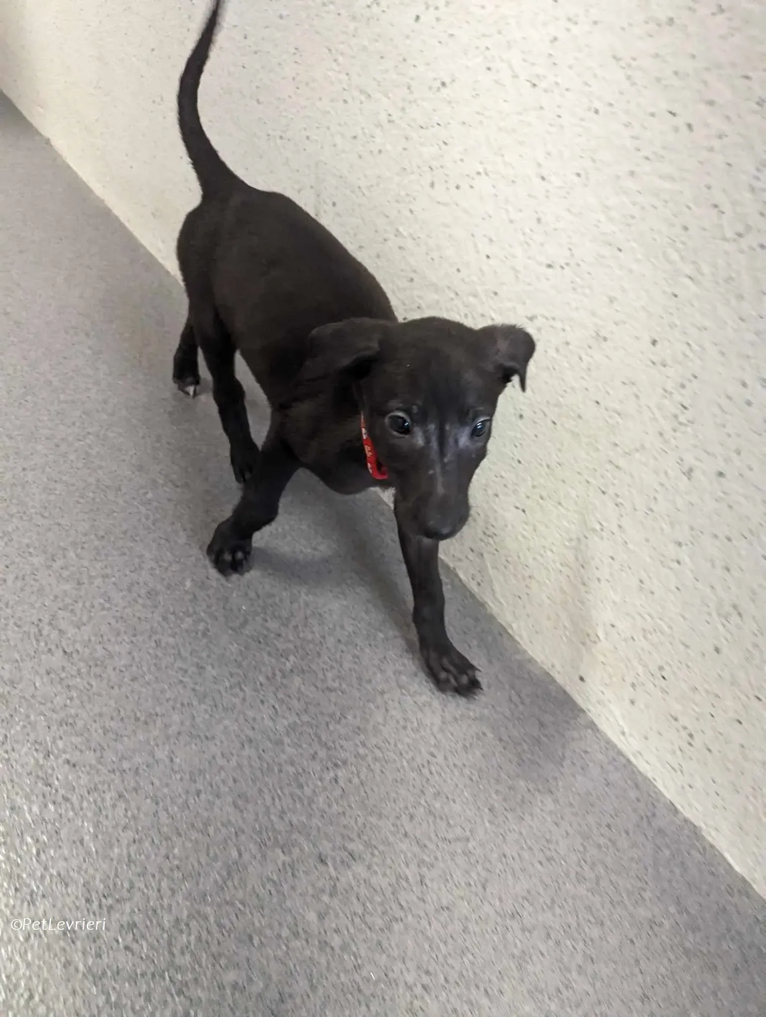 Frederik adozione levrieri greyhound 11