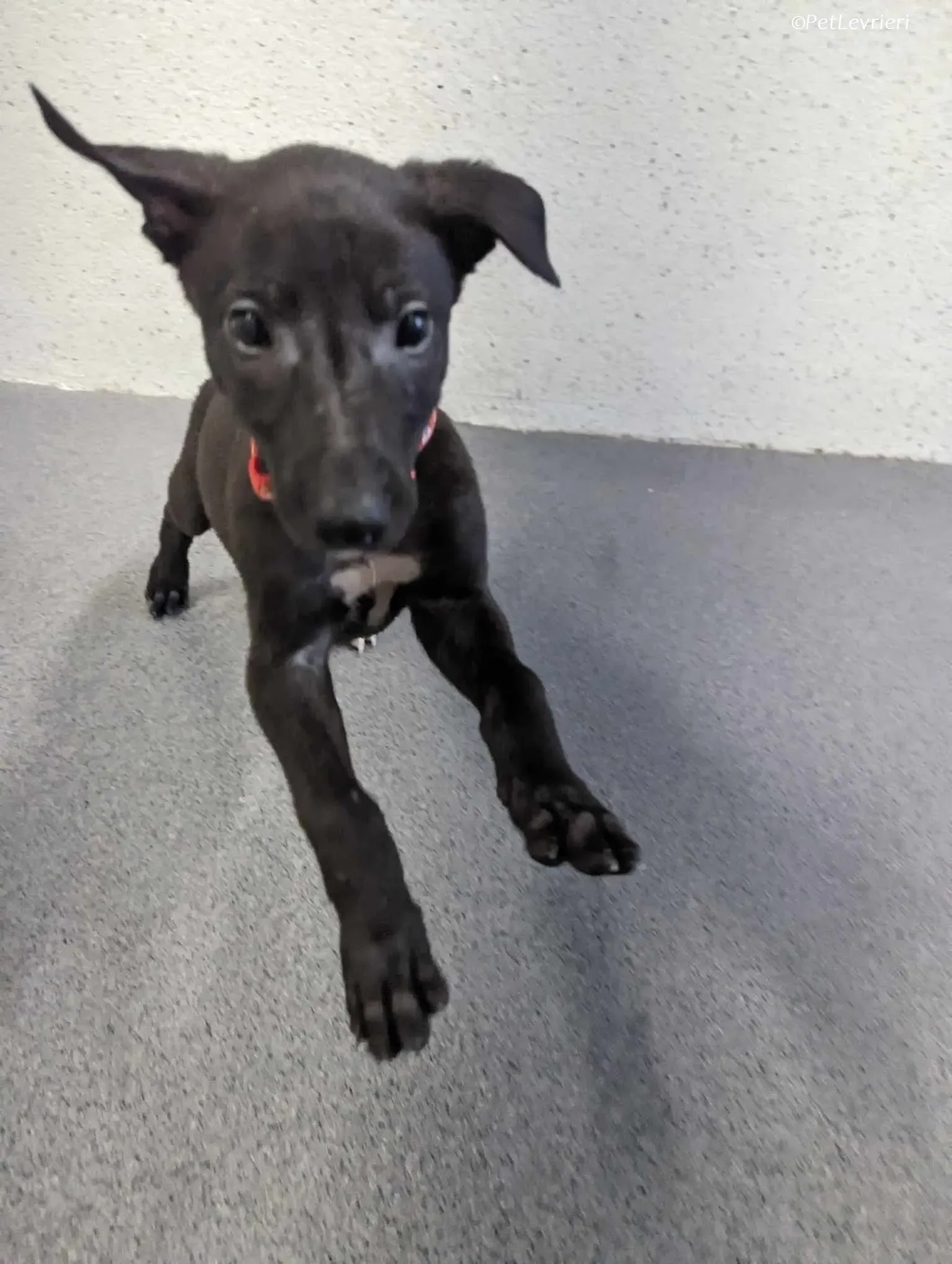 Frederik adozione levrieri greyhound 12