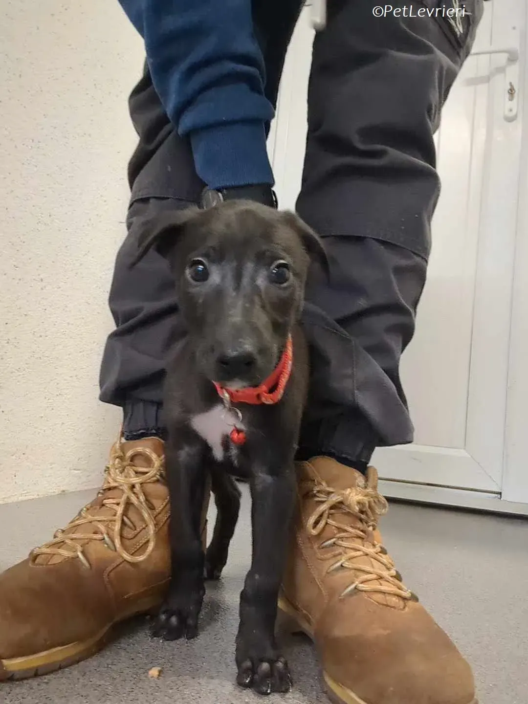 Frederik adozione levrieri greyhound 13