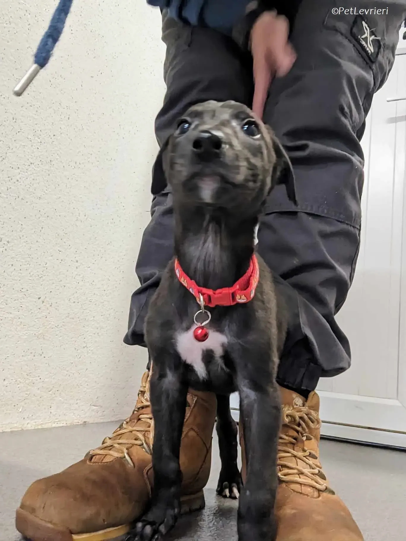 Frederik adozione levrieri greyhound 14