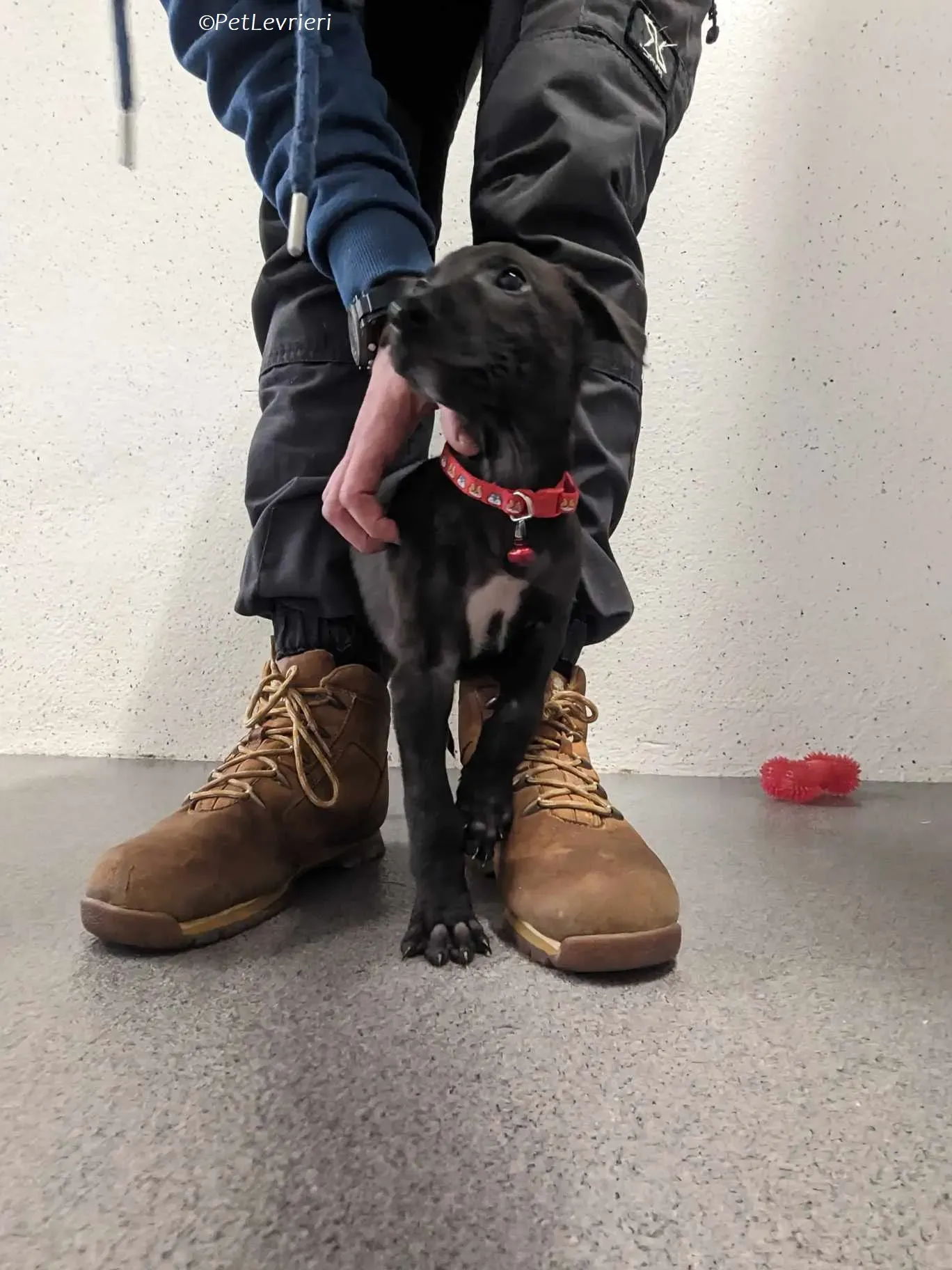 Frederik adozione levrieri greyhound 15