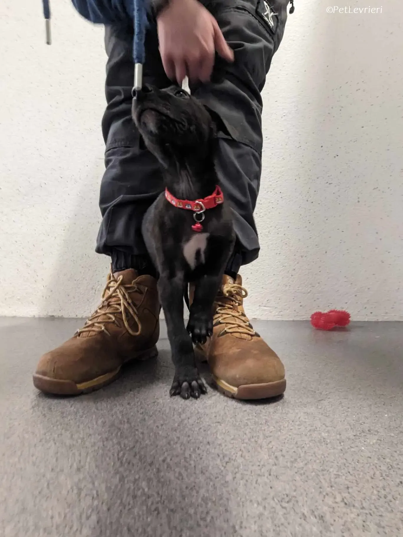 Frederik adozione levrieri greyhound 16