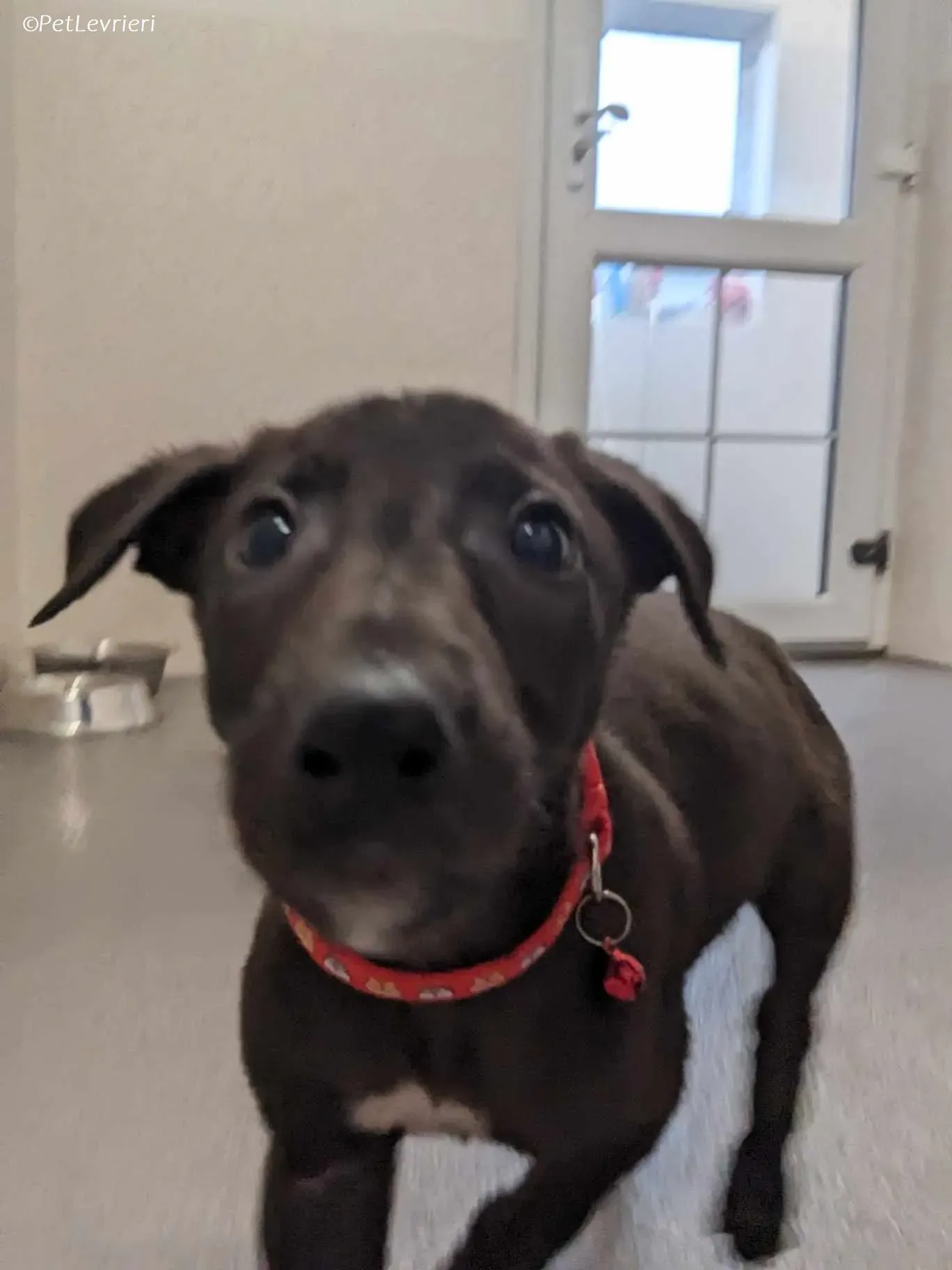 Frederik adozione levrieri greyhound 17