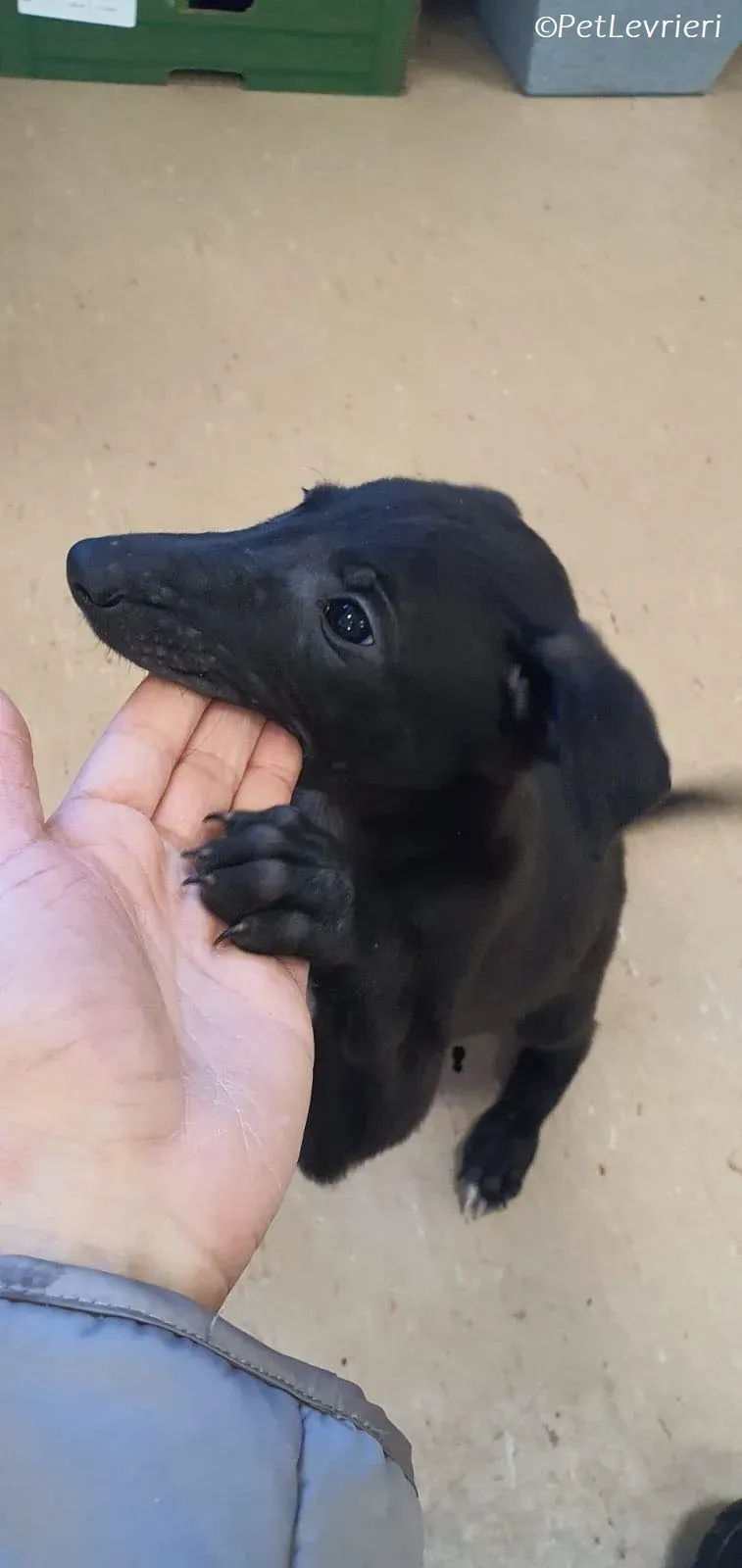 Frederik adozione levrieri greyhound 18