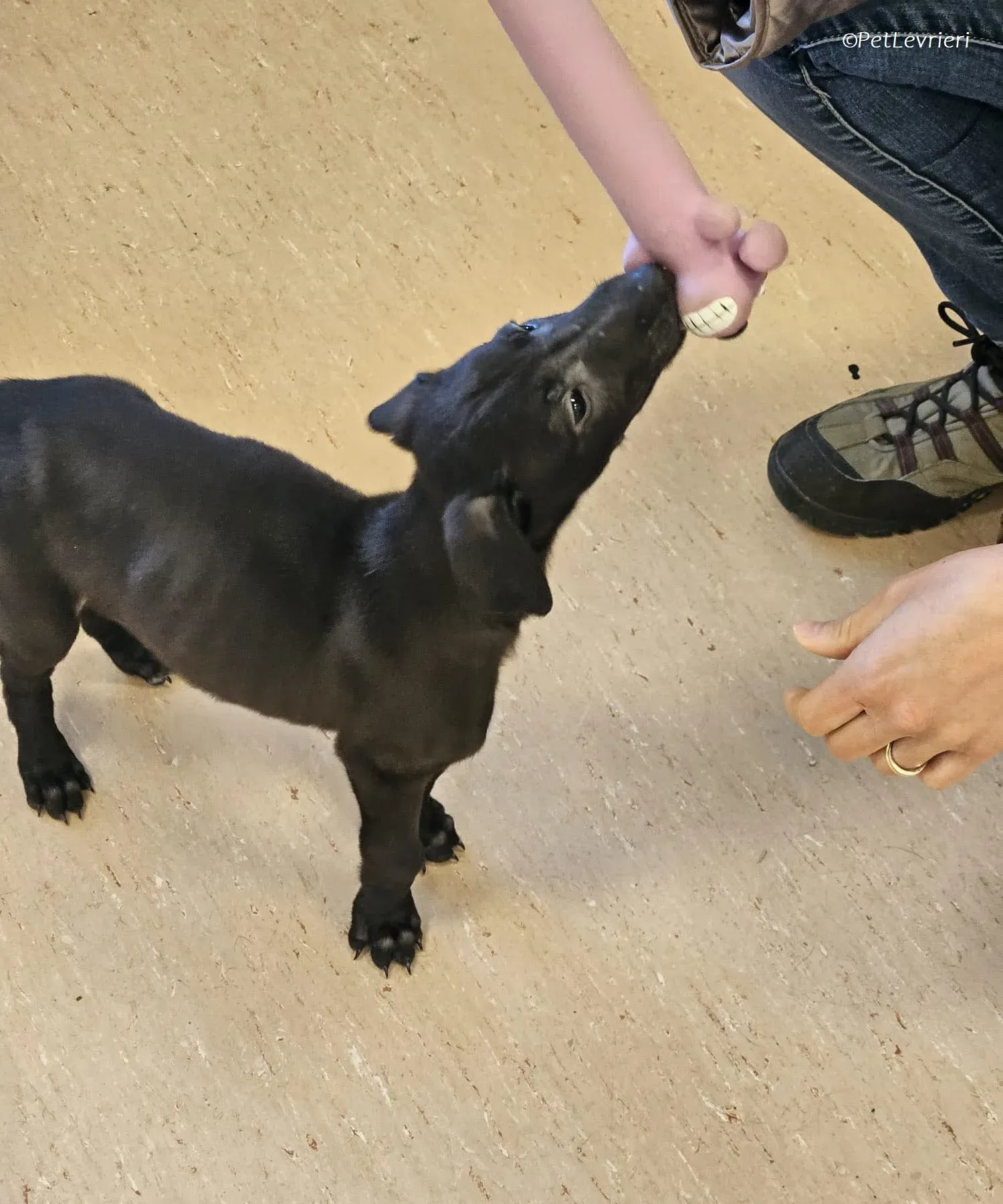 Frederik adozione levrieri greyhound 19