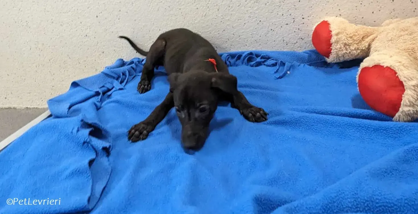 Frederik adozione levrieri greyhound 2