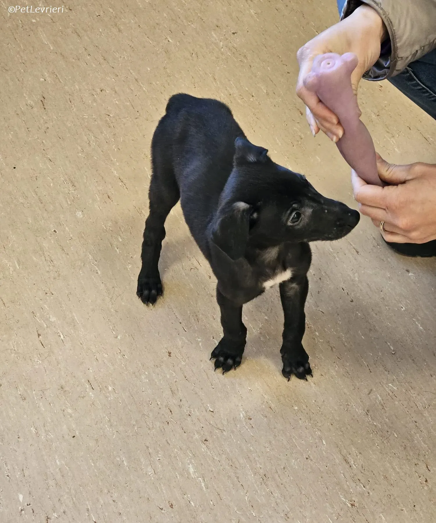 Frederik adozione levrieri greyhound 20