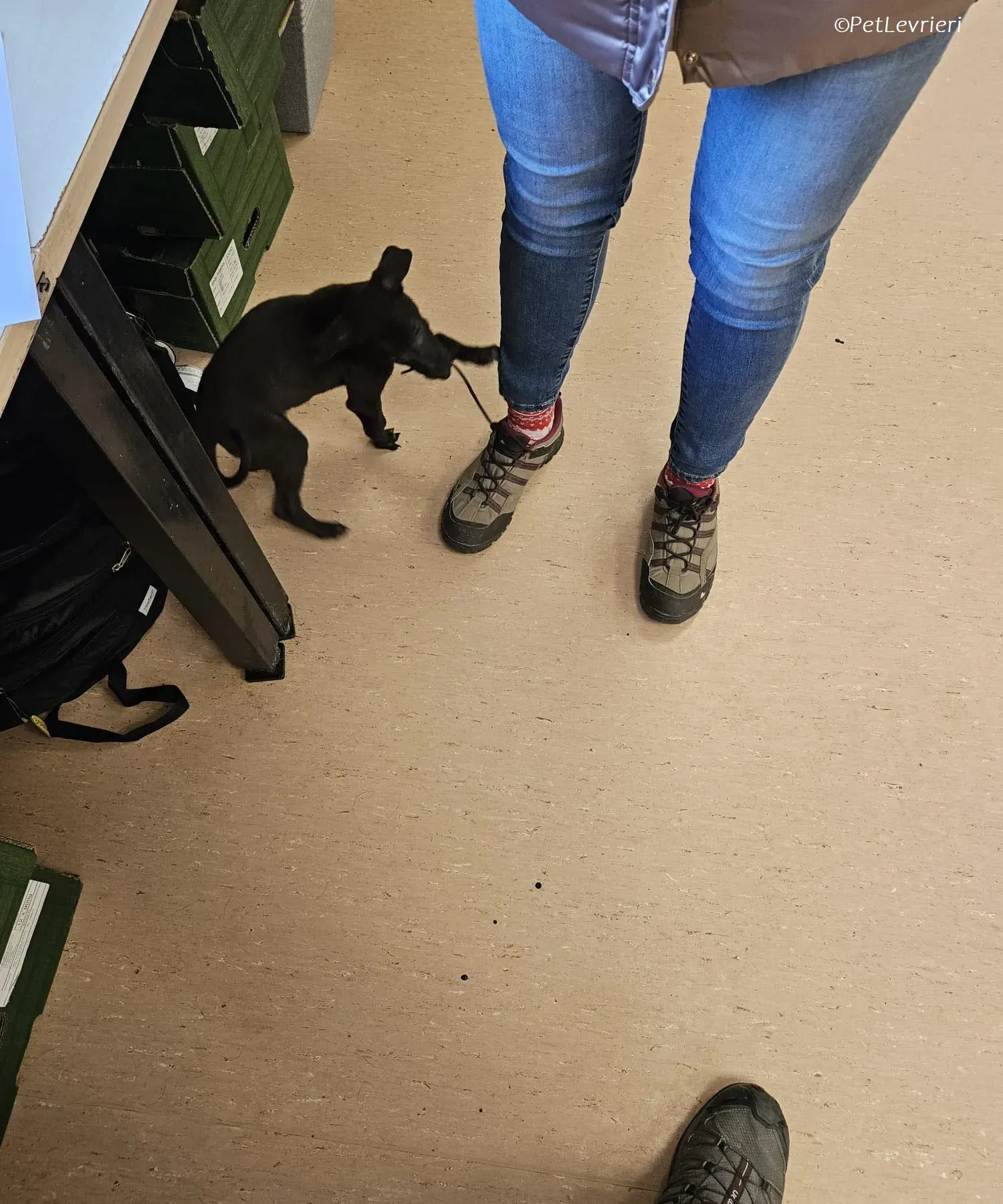 Frederik adozione levrieri greyhound 21