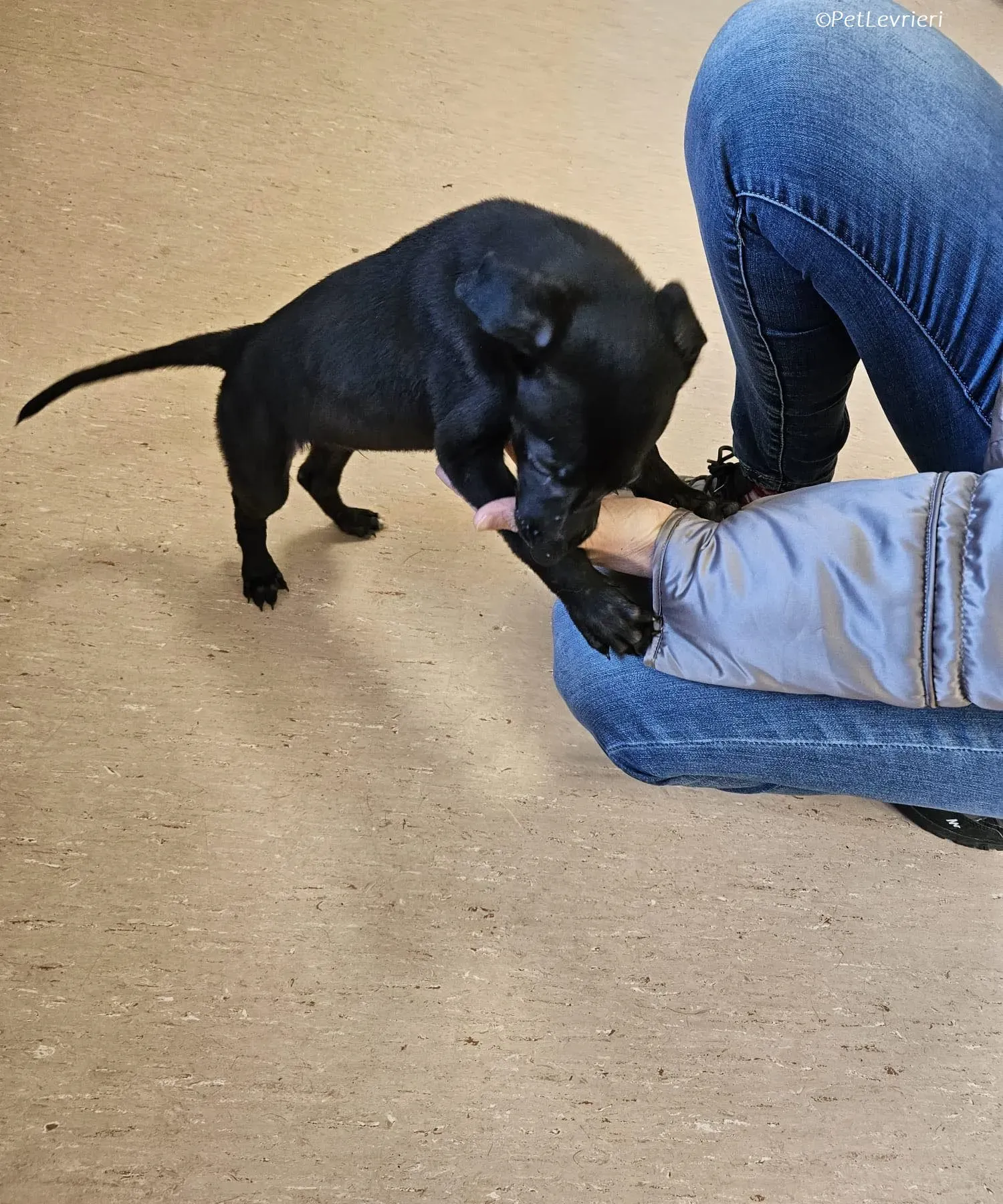 Frederik adozione levrieri greyhound 22