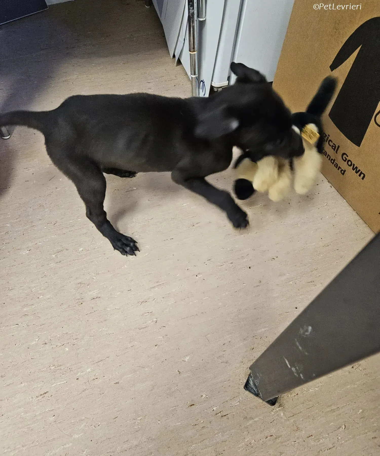 Frederik adozione levrieri greyhound 23