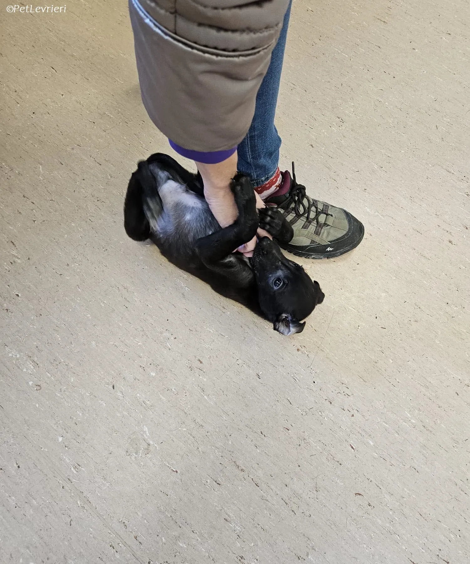 Frederik adozione levrieri greyhound 24