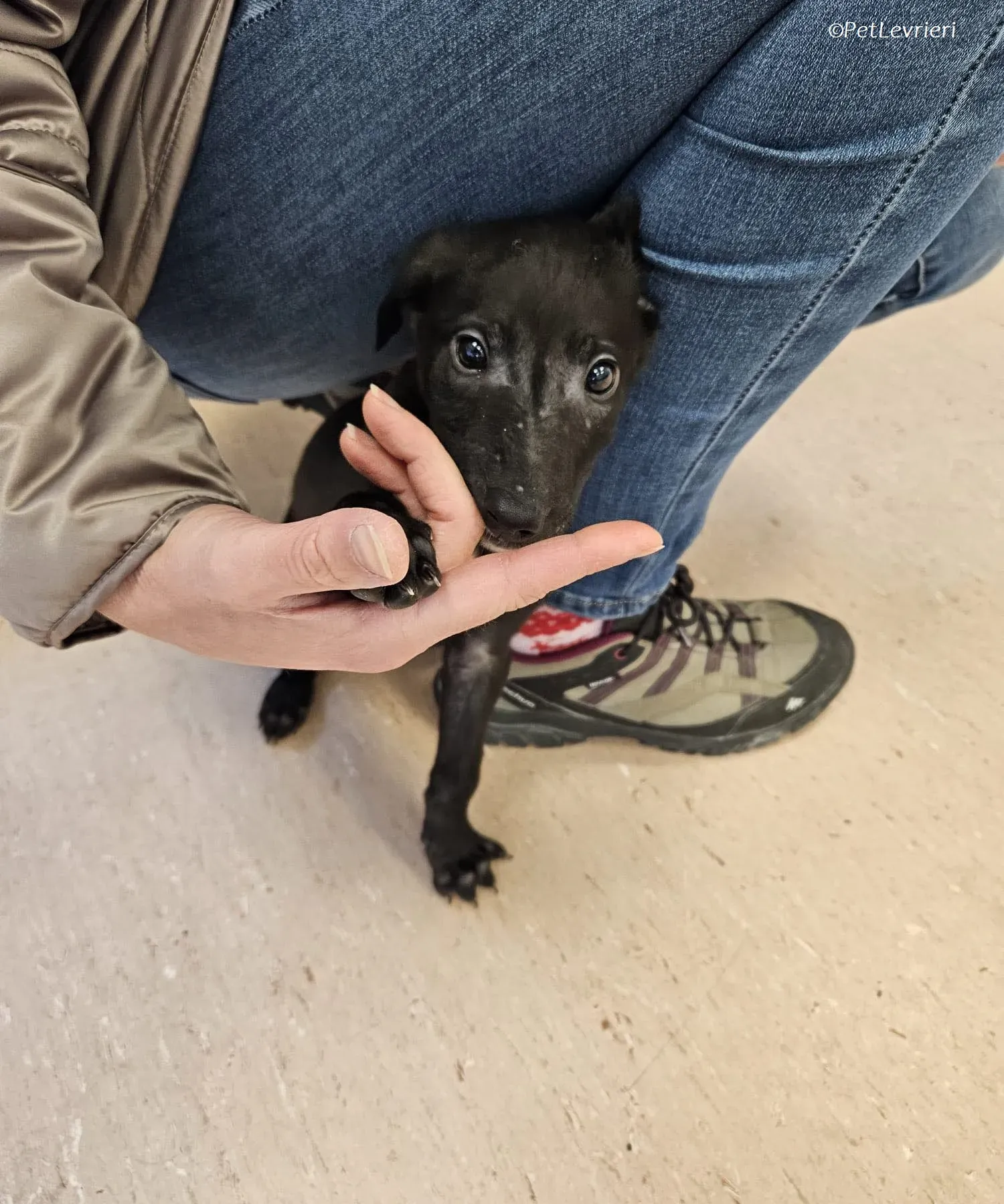 Frederik adozione levrieri greyhound 25