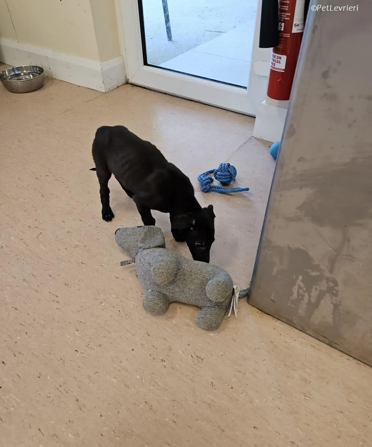 Frederik adozione levrieri greyhound 26