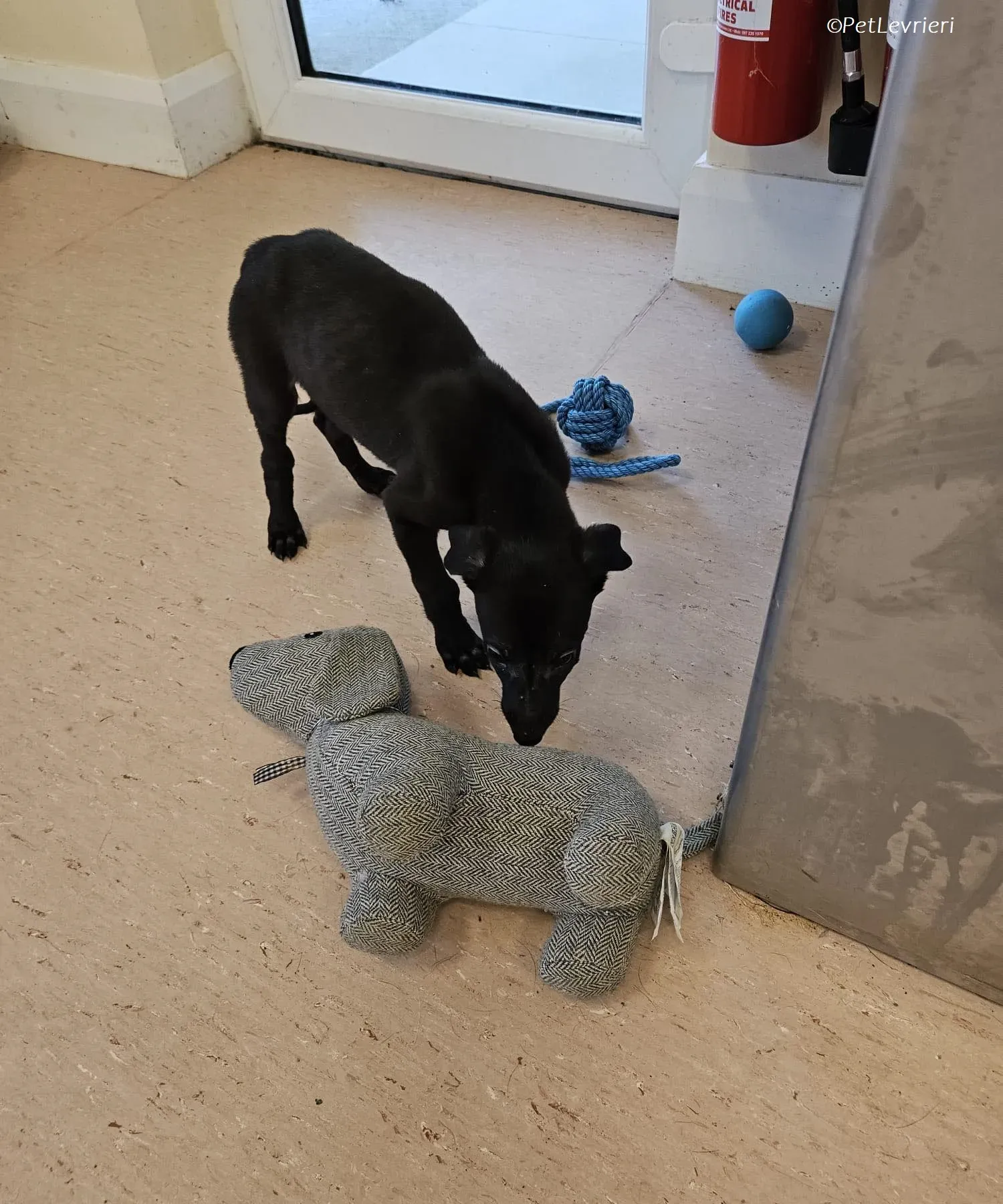 Frederik adozione levrieri greyhound 27