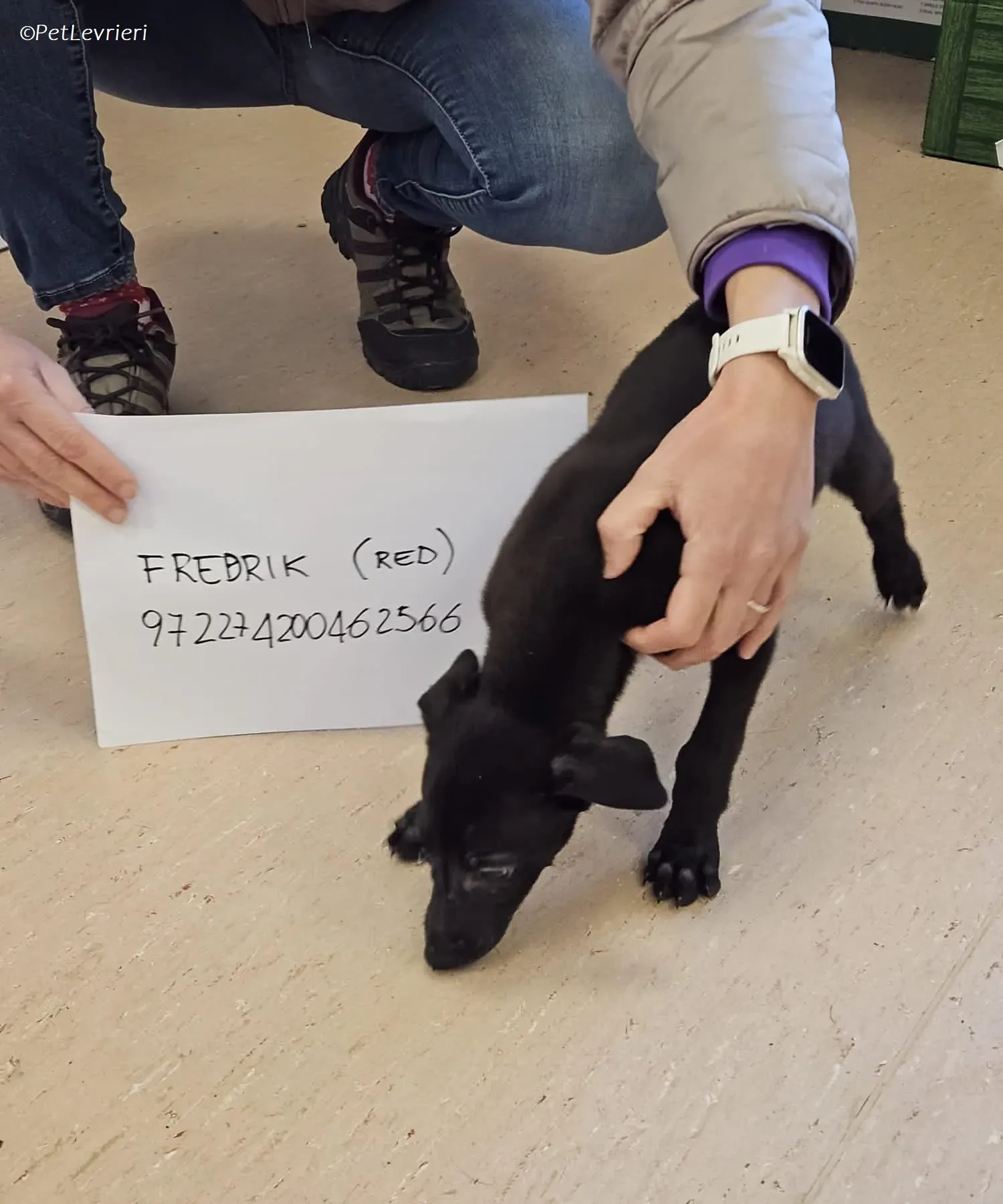 Frederik adozione levrieri greyhound 28