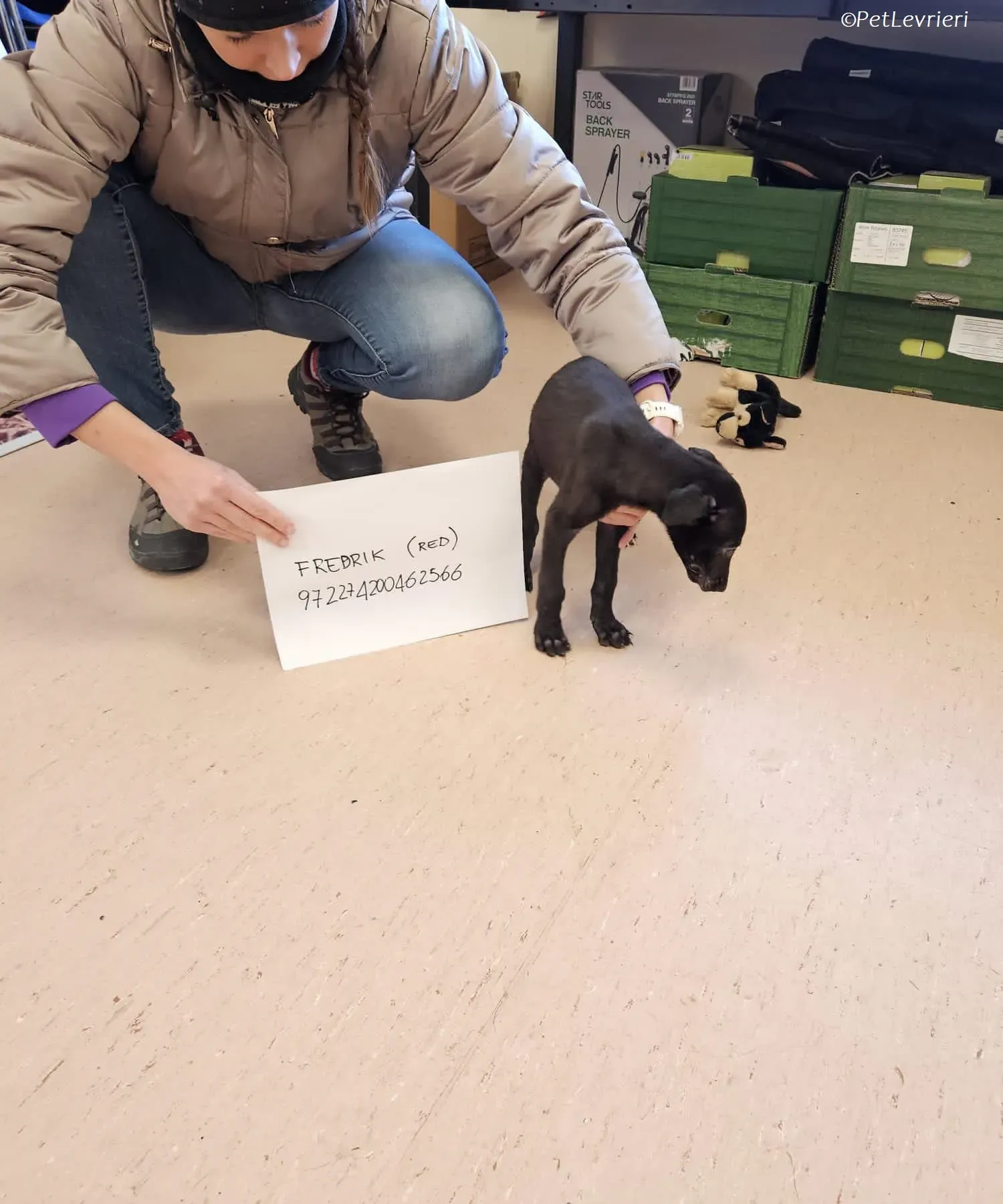 Frederik adozione levrieri greyhound 29