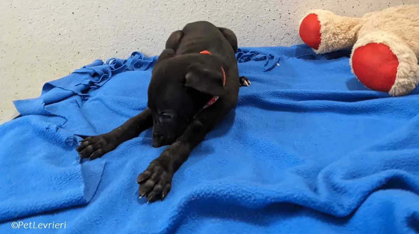 Frederik adozione levrieri greyhound 3