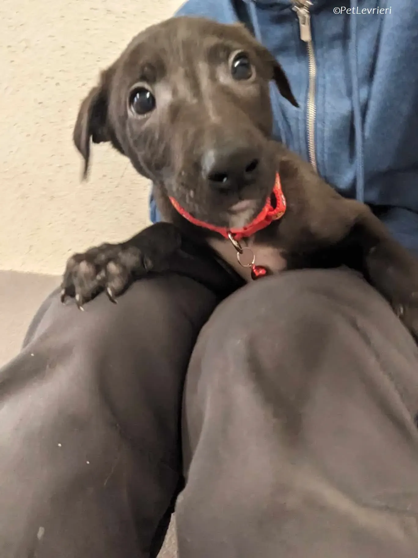 Frederik adozione levrieri greyhound 4