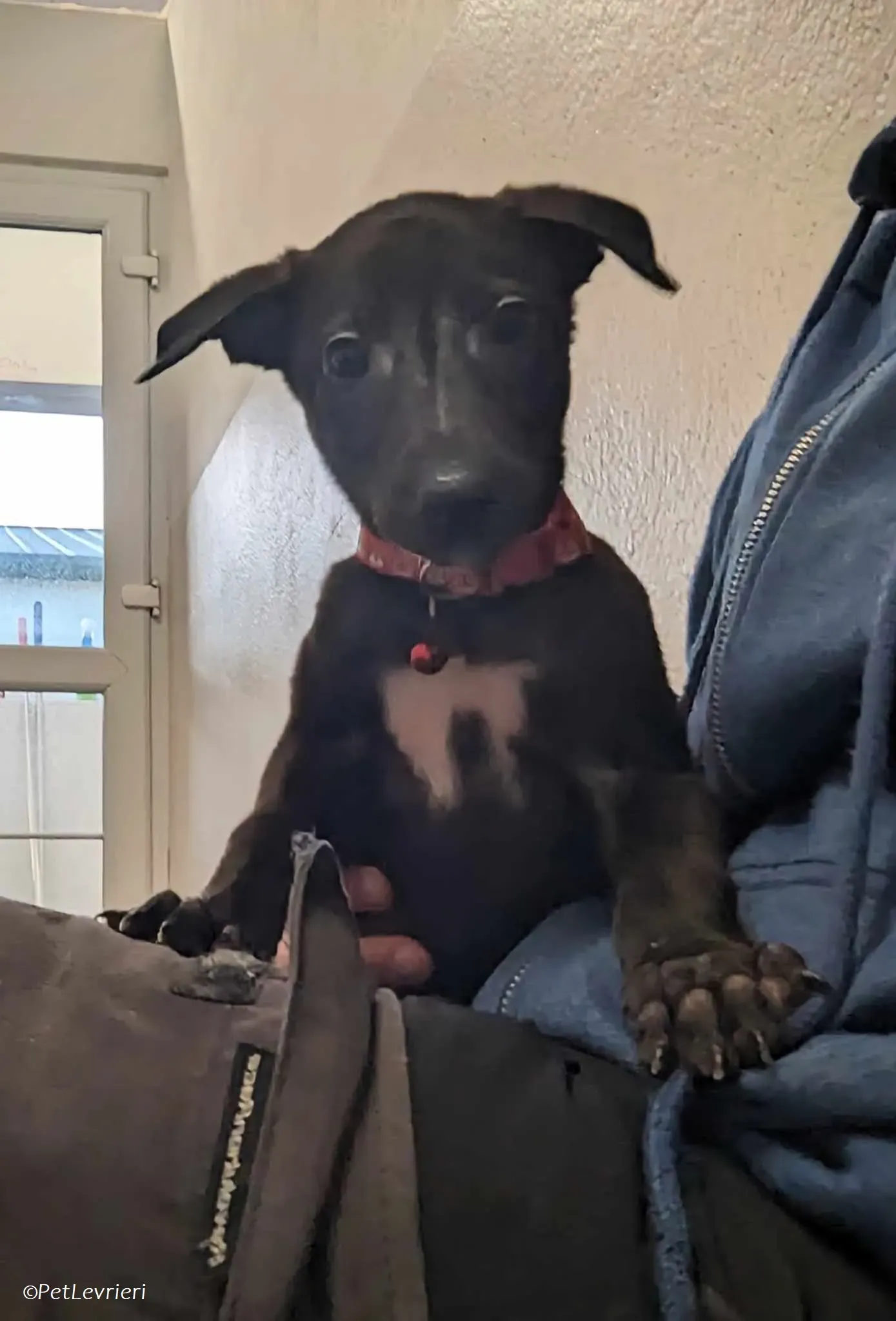 Frederik adozione levrieri greyhound 5