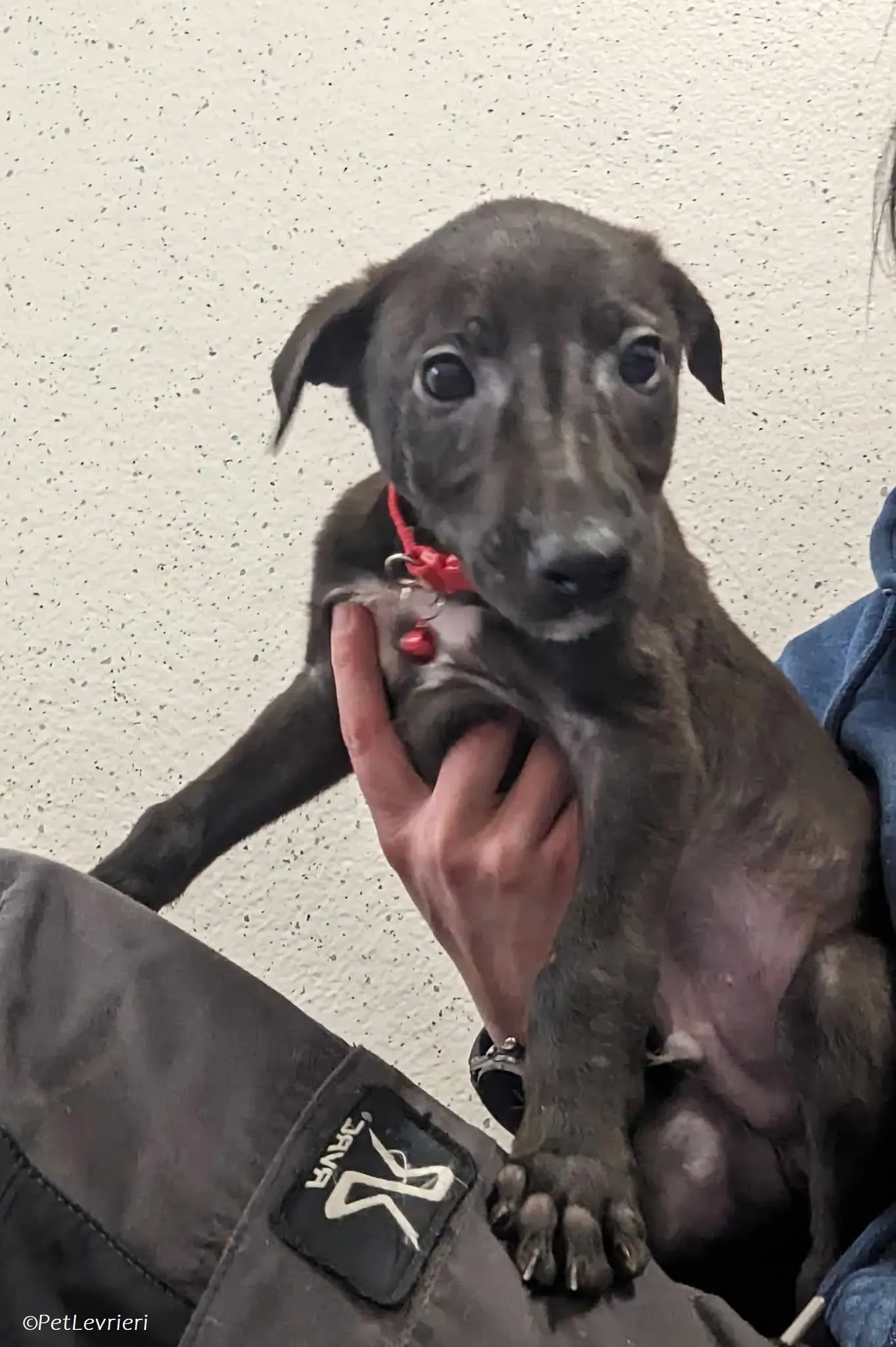 Frederik adozione levrieri greyhound 6