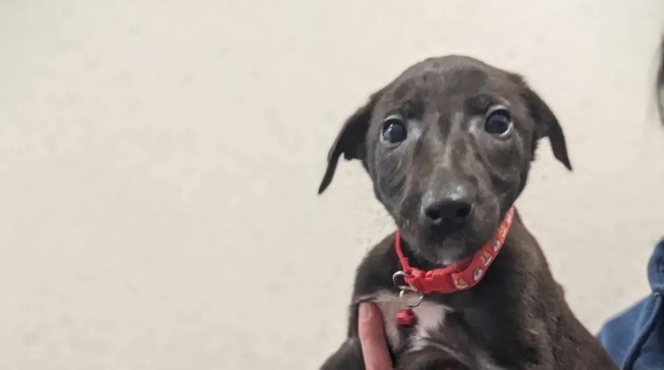 Frederik adozione levrieri greyhound 7 e1701695392104