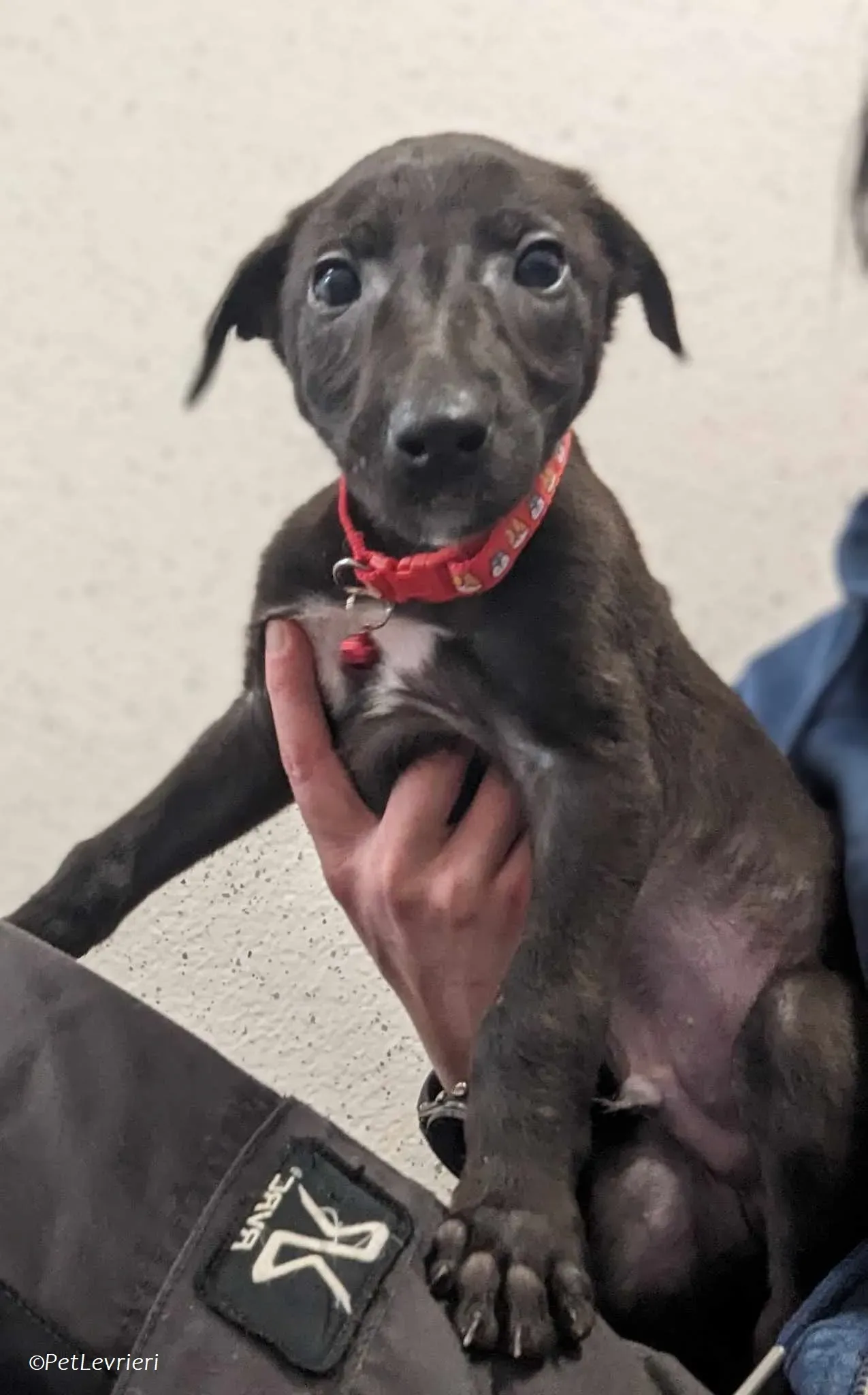 Frederik adozione levrieri greyhound 8