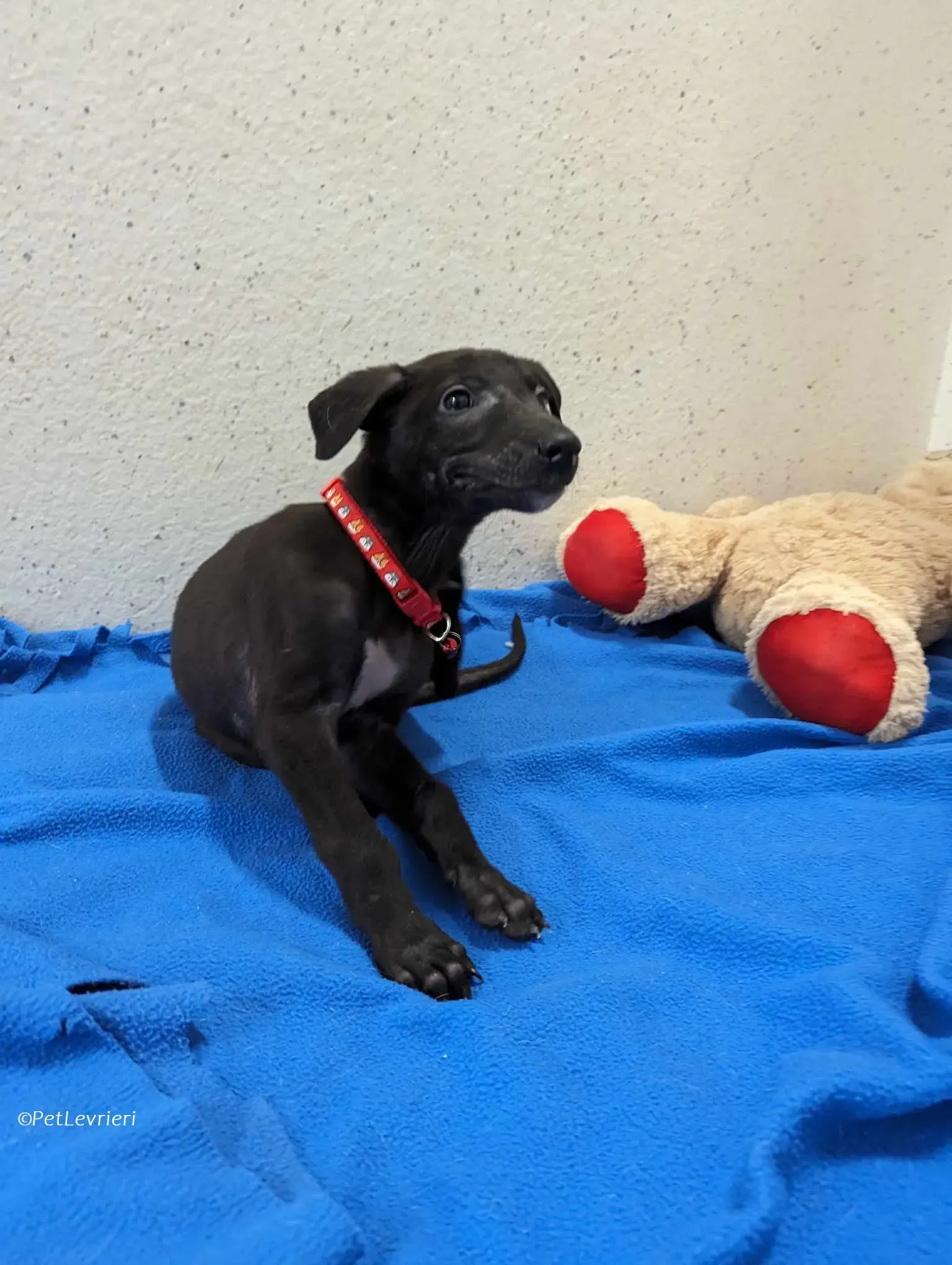 Frederik adozione levrieri greyhound 9