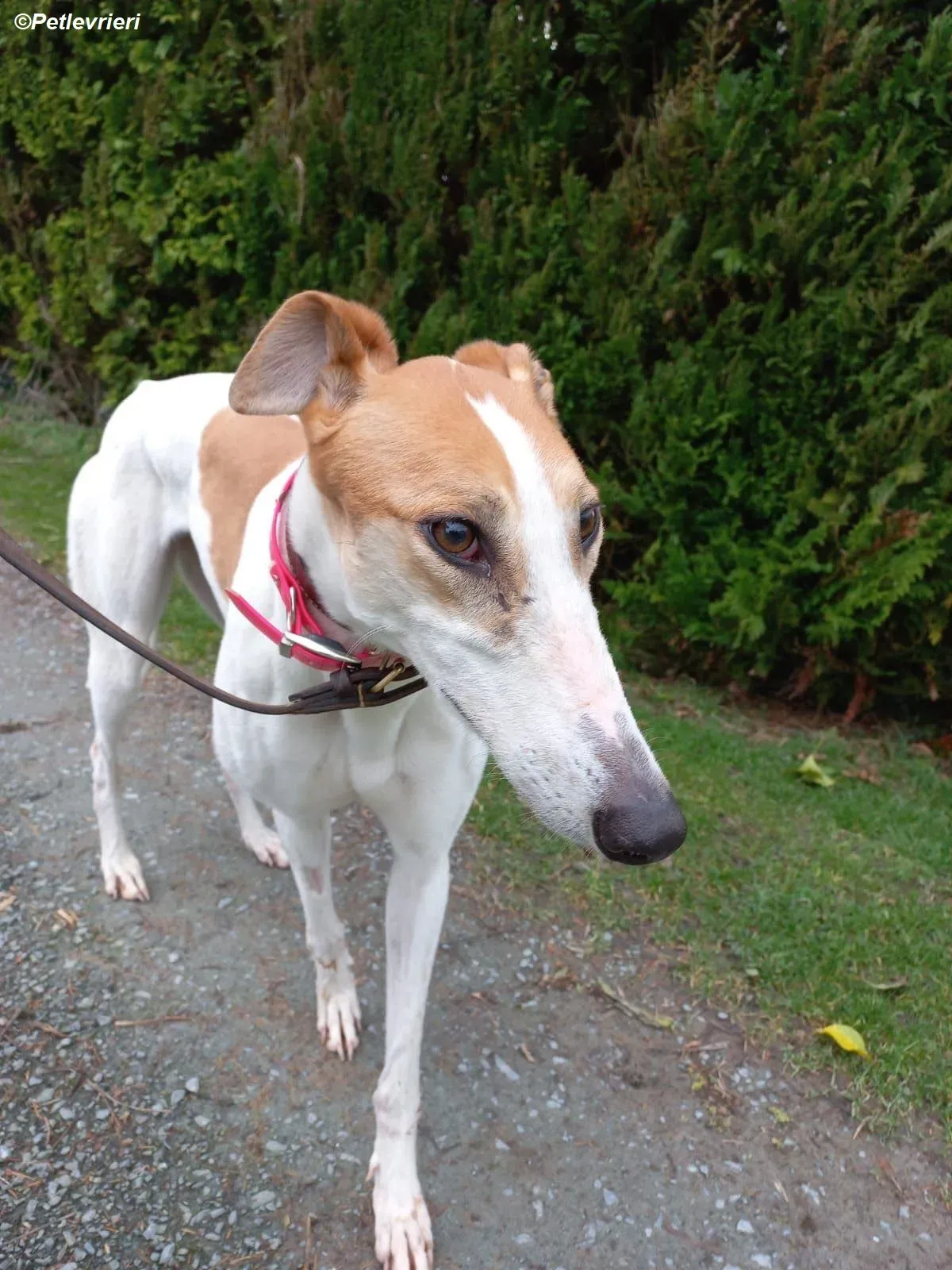 Friday adozione levrieri greyhound 1