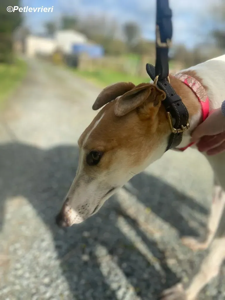 Friday adozione levrieri greyhound 10