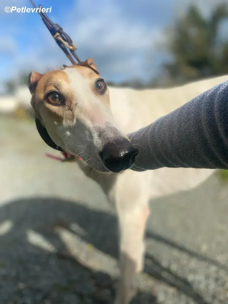 Friday adozione levrieri greyhound 11