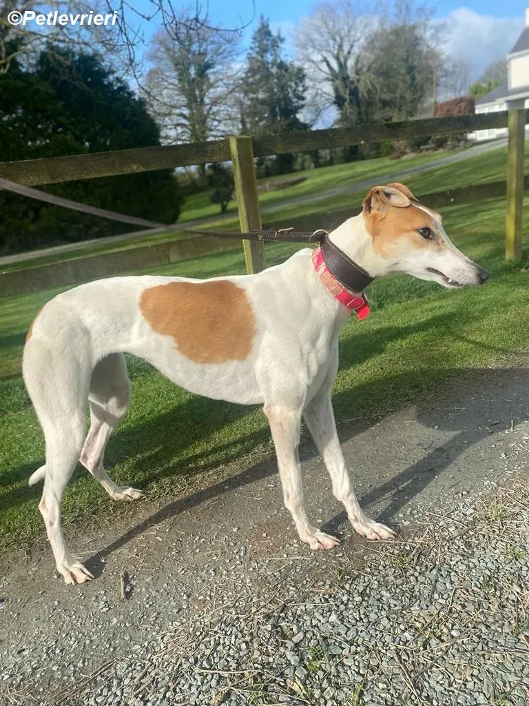 Friday adozione levrieri greyhound 12