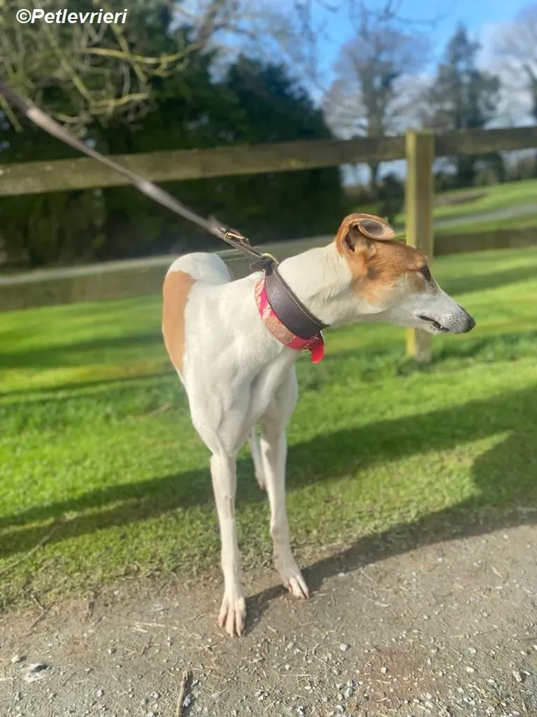 Friday adozione levrieri greyhound 13