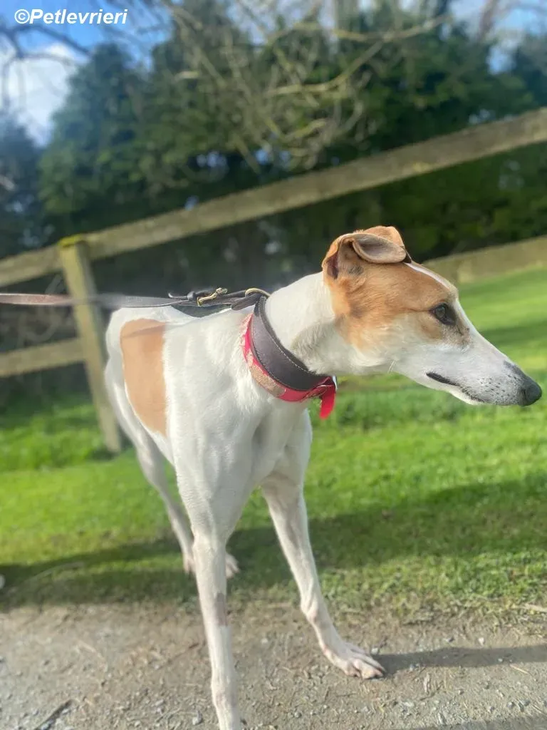 Friday adozione levrieri greyhound 14
