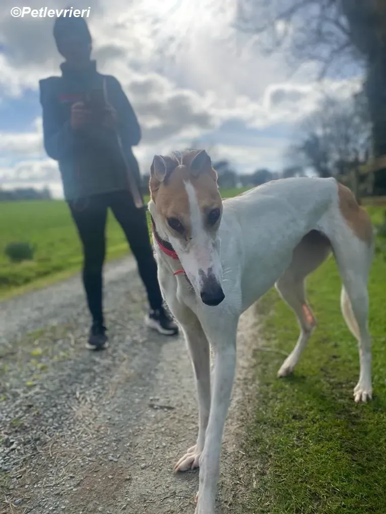 Friday adozione levrieri greyhound 15