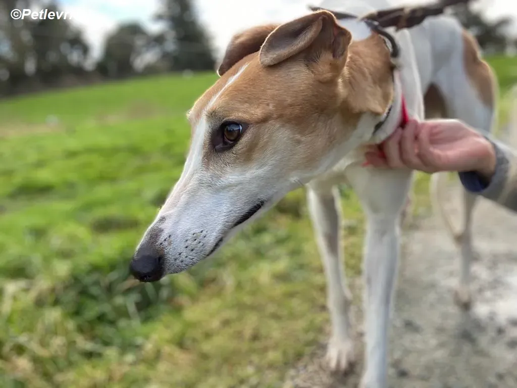 Friday adozione levrieri greyhound 16