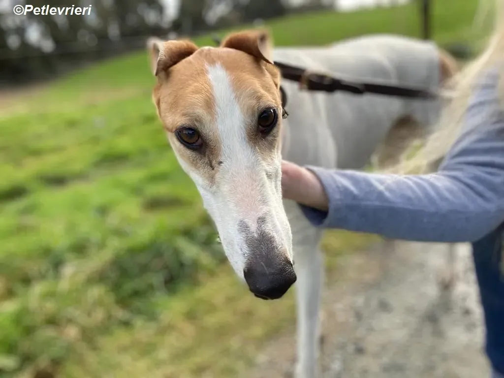 Friday adozione levrieri greyhound 17