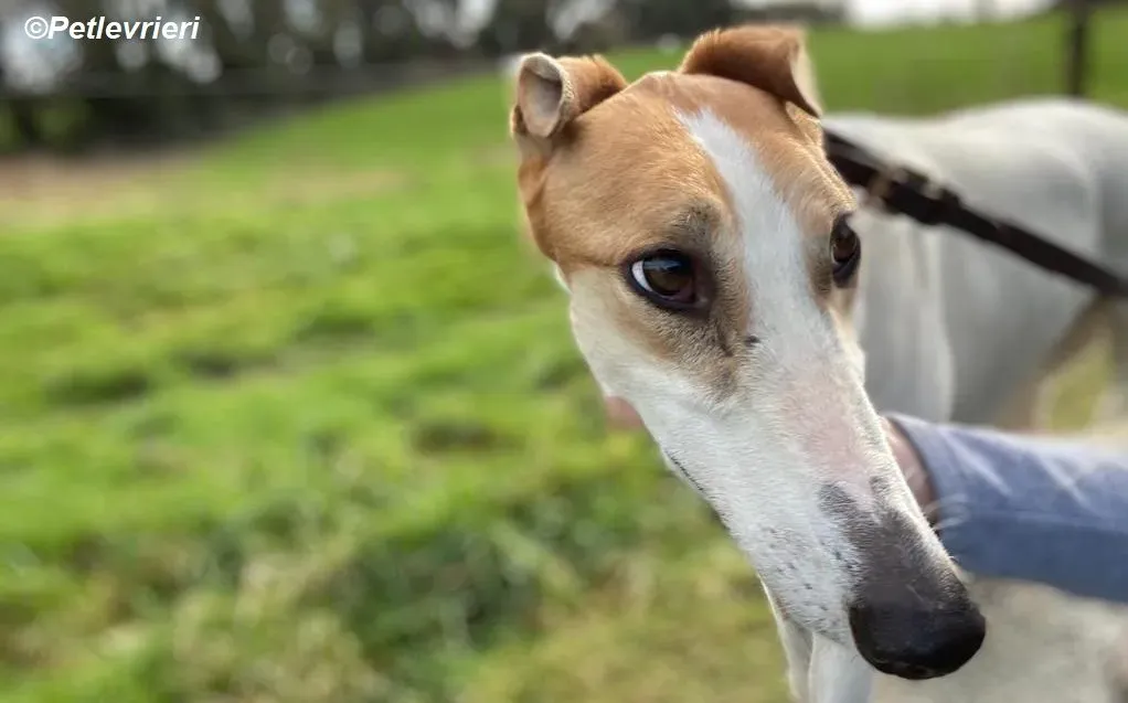 Friday adozione levrieri greyhound 18 e1677491396447