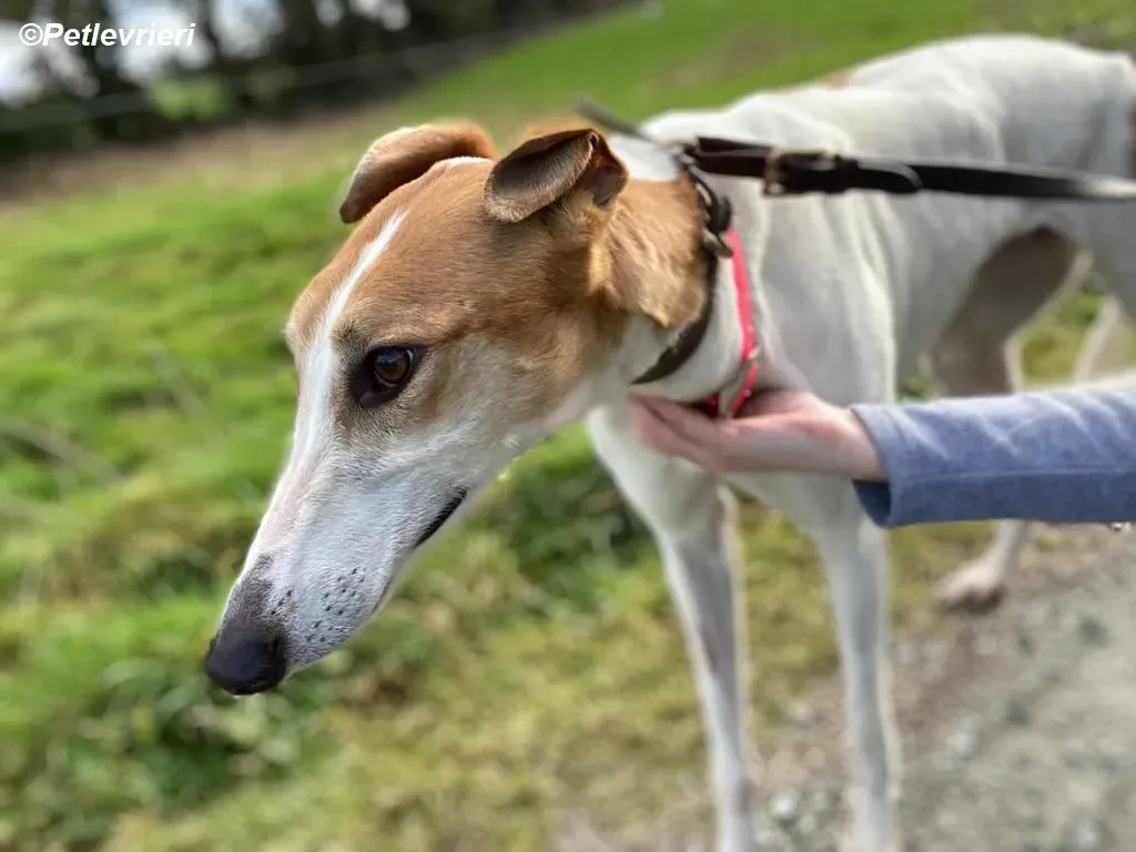 Friday adozione levrieri greyhound 19